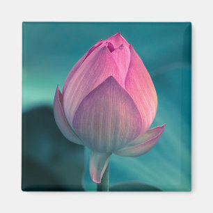 Íman Flor do lírio de água de Lotus
