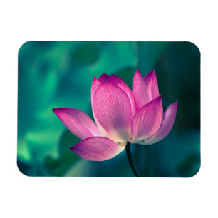 Íman Flor do lírio de água de Lotus