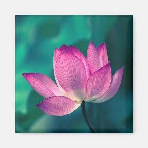 Íman Flor do lírio de água de Lotus