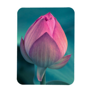 Íman Flor do lírio de água de Lotus