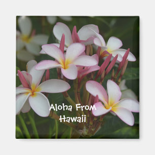 Íman Flor do Plumeria