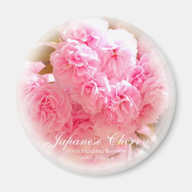 Íman Flor Duplo de Cereja: Sato-zakura (Frente)