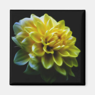 Íman Flor e significado da dália
