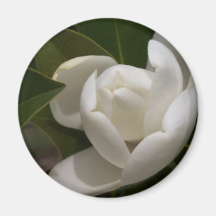 Íman flor em botão branca de magnólia do sul