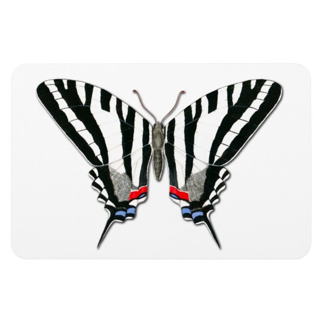 Íman Flor Flexível de Borboleta de Swallowtail Zebra (Horizontal)