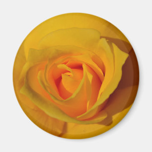 Íman Flor floral elegante Rosa amarela