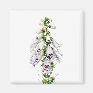 Íman Flor Foxglove