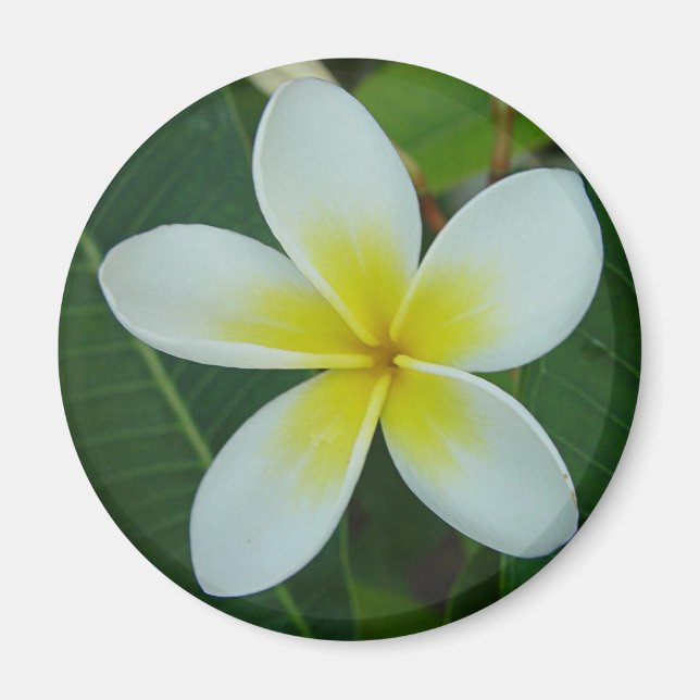 Íman Flor Frangipani (Frente)