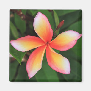 Íman Flor Frangipani