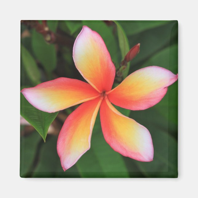 Íman Flor Frangipani (Frente)