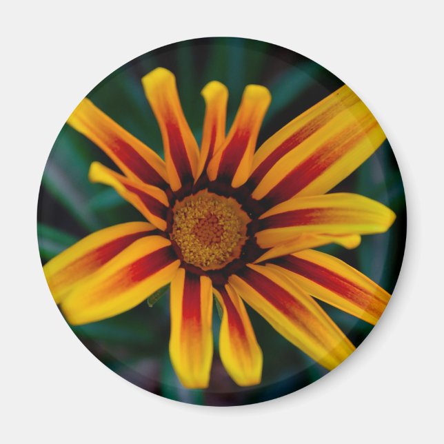 Íman Flor Gazania (Frente)