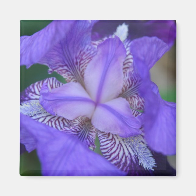 Íman Flor Íris Púrpura Azul (Frente)