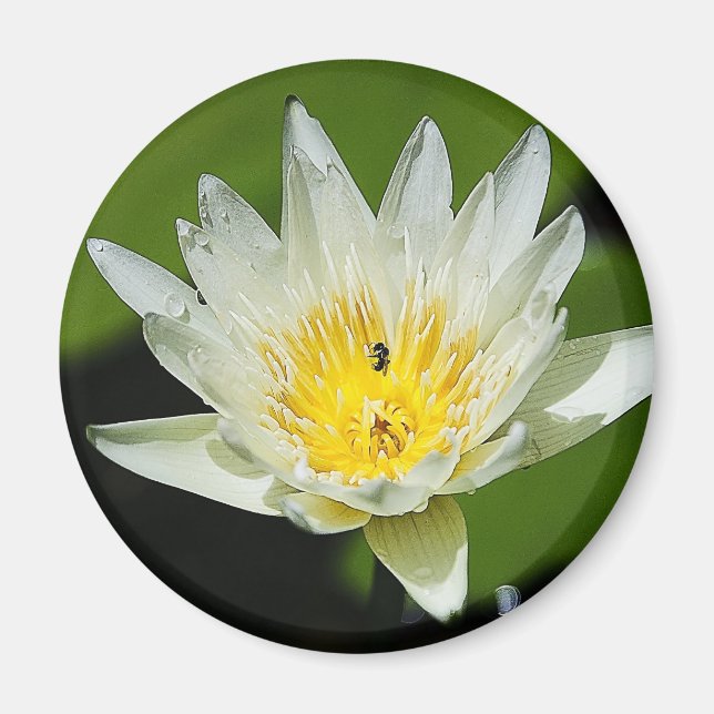 Íman Flor lírio-branca e Linho-de-Abelhas de Fecho (Frente)