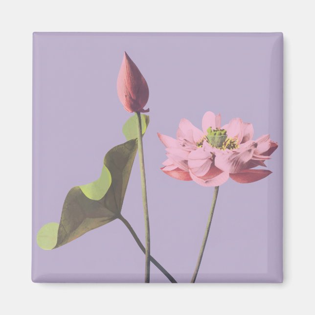 Íman Flor Lotus de Ogawa Kazumasa (Frente)