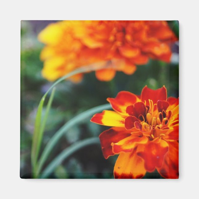 Íman Flor Magnant (Frente)