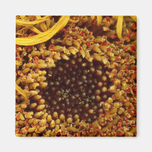 Íman Flor - Margarida - Em outros mundos
