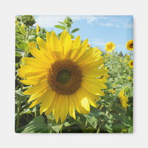 Íman flor, natureza, girassol, verão, florir, planta,