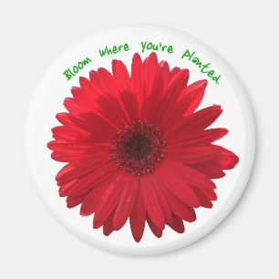 Íman Flor onde você é ímã plantado