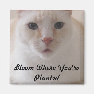 Íman Flor onde você é ímã plantado da imagem