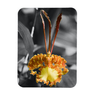 Íman Flor Orquídea Amarela