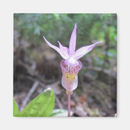 Íman Flor Orquídea Fairyslipper