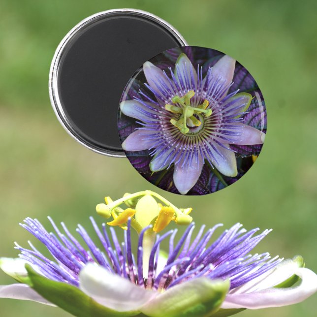 Íman Flor Passiflora Roxo (Criador carregado)