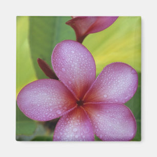 Íman Flor, Plumeria sp.), Pacífico Sul, Niue