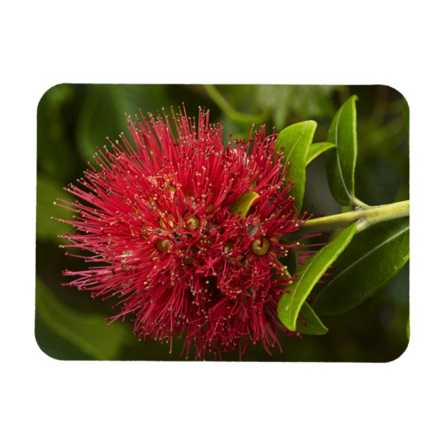 Íman Flor Pohutukawa, Dunedin (Horizontal)