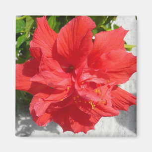 Íman Flor Red Double Hibiscus