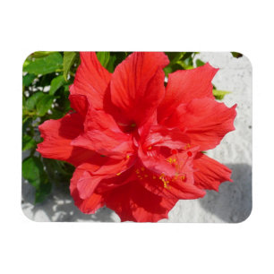 Íman Flor Red Double Hibiscus