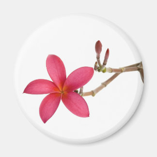 Íman Flor Red Frangipani