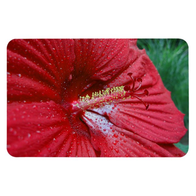 Íman Flor Red Hibiscus Com Foto De Gotas De Chuva (Horizontal)
