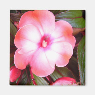 Íman Flor Rosa