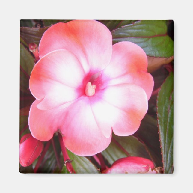 Íman Flor Rosa (Frente)