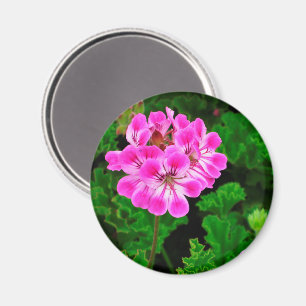 Íman Flor rosa