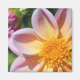 Íman flor rosa, centro amarelo brilhante - foto macro