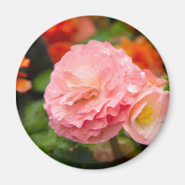 Íman Flor rosa delicada após a chuva