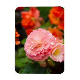 Íman Flor rosa delicada após a chuva
