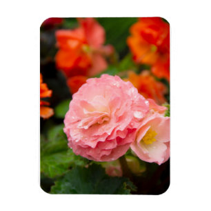 Íman Flor rosa delicada após a chuva