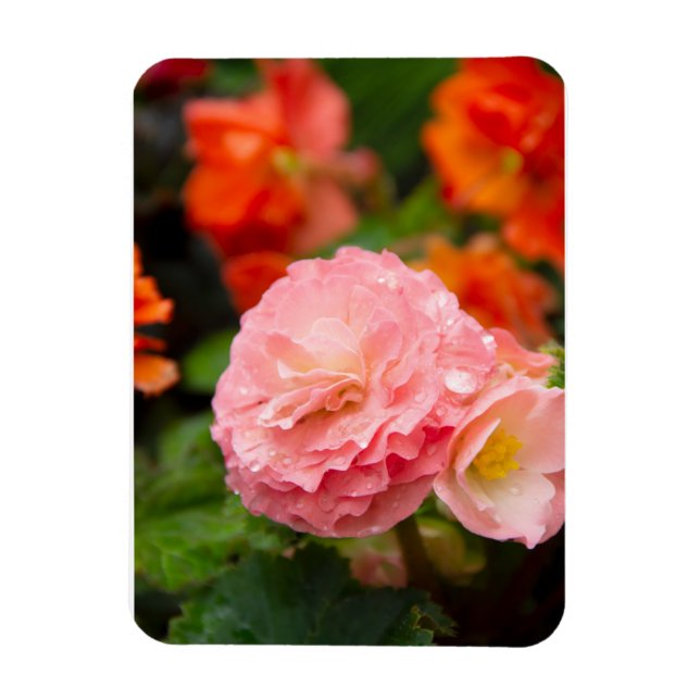 Íman Flor rosa delicada após a chuva (Vertical)