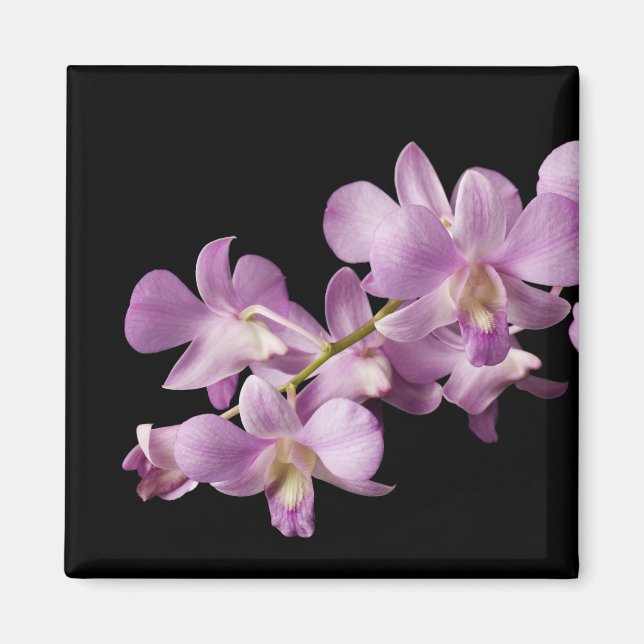 Íman Flor Rosa Dendrobium Orchid em Preto - Orquídeas (Frente)