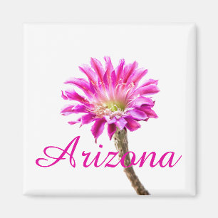 Íman Flor rosa do cacto Piazza em flor, Arizona