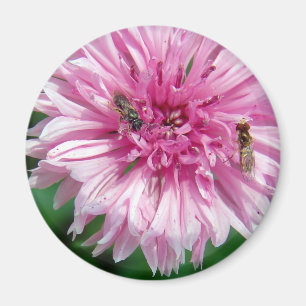 Íman Flor rosa e Insetos