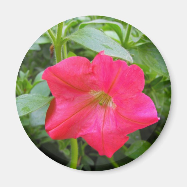 Íman Flor rosa Petunia (Frente)