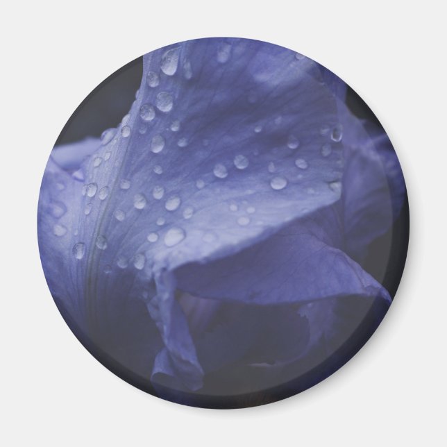 Íman Flor Rosa púrpura (Frente)