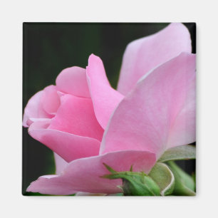 Íman Flor Rosa Rosa Rosa Rosa Rosa Rosa Rosa Rosa Rosa