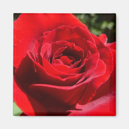Íman Flor Rosa vermelha Brilhante Floral