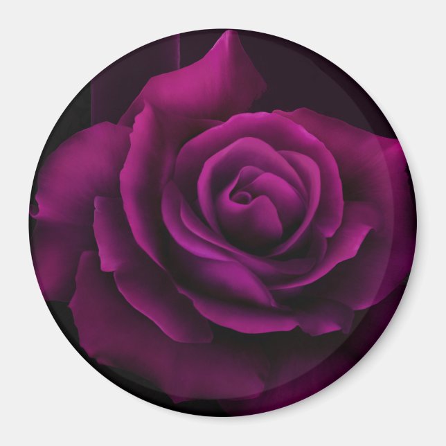 Íman Flor Rosa vermelha Roxo-Gótica (Frente)