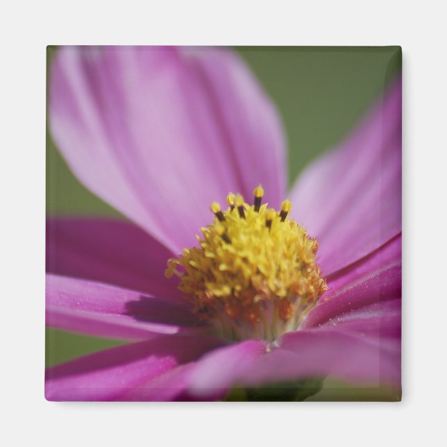 Íman Flor roxa (Frente)