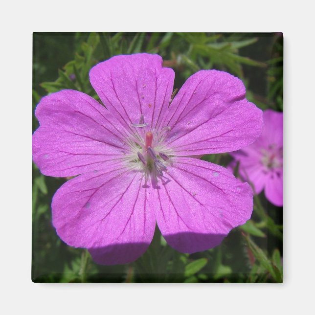 Íman flor roxa (Frente)